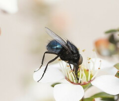 Australophyra rostrata