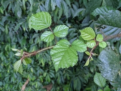 Rubus wallichianus