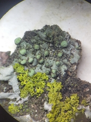 Phaeophyscia pusilloides