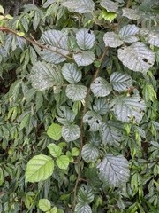 Rubus wallichianus