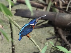 Alcedo meninting