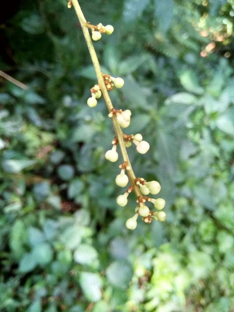 Deinbollia kilimandscharica