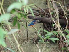 Alcedo meninting