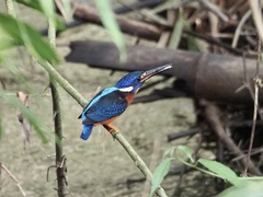 Alcedo meninting