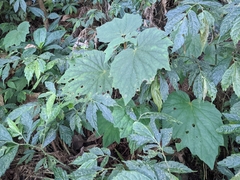 Begonia palmata