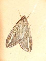 Chesias legatella