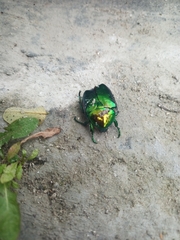 Protaetia speciosissima
