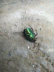 Protaetia speciosissima