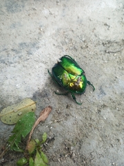 Protaetia speciosissima