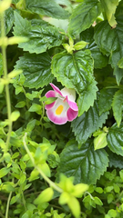 Torenia fournieri