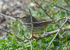 Prinia maculosa