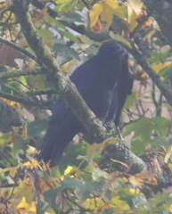 Corvus corone corone