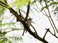 Muscicapa dauurica