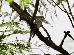Muscicapa dauurica