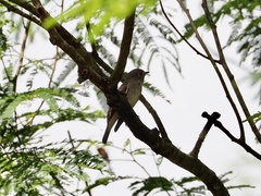 Muscicapa dauurica