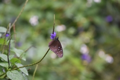 Euploea mulciber barsine