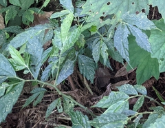 Elatostema lineolatum
