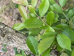 Glochidion rubrum