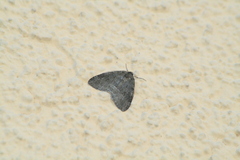 Operophtera brumata