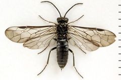 Empria longicornis