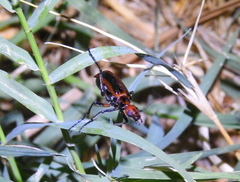 Pyrota tenuicostatis