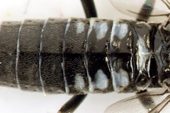 Empria longicornis