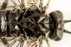 Empria longicornis