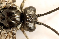 Empria longicornis