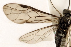 Empria longicornis