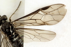 Empria longicornis