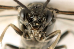 Empria longicornis