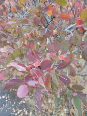 Cotinus coggygria