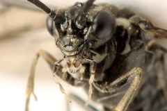 Empria longicornis