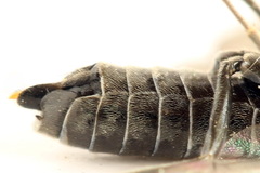 Empria longicornis