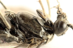 Empria longicornis