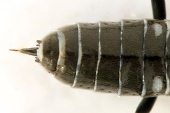 Empria longicornis