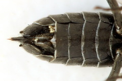Empria longicornis
