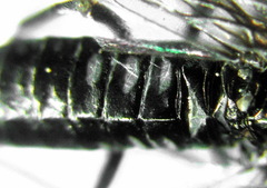 Empria longicornis