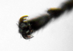Empria longicornis