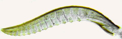 Empria longicornis