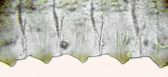 Empria longicornis