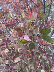 Cotinus coggygria