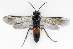 Taxonus agrorum