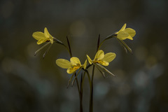 Diuris behrii