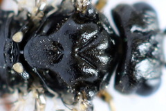 Taxonus agrorum