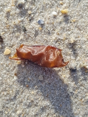 Scyliorhinus canicula