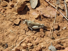 Oedipoda coerulea
