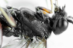 Taxonus agrorum