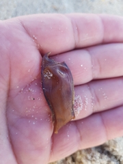 Scyliorhinus canicula