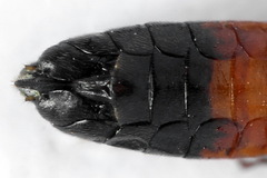 Taxonus agrorum